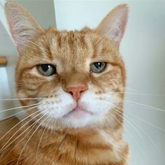 an orange and white cat looking at the camera