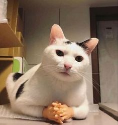 a black and white cat sitting on top of a counter next to a toy doll