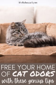 a cat laying on top of a couch with the caption free your home of cat odors with these genius tips