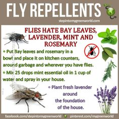 there are many different types of flies that can be found in the house and garden