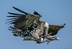 a large bird flying through the air with it's wings spread out and feet on top of another bird