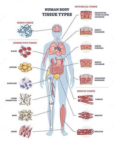 the human body and its major organs are labeled in this diagram, with labels on each side