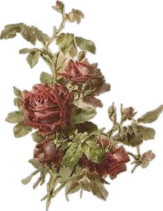 an arrangement of red flowers on a white background