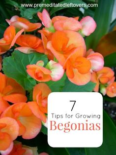 orange flowers with the words 7 tips for growing begonias on them in white text