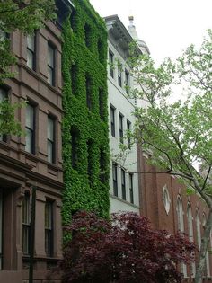 an ivy covered building on the corner of a street