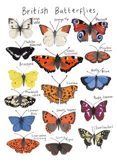 the british butterflies are all different colors and sizes, but there is no image to describe