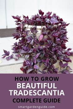 purple plant with text overlay how to grow beautiful tradiescantia complete guide