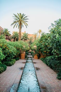 an orange tree in the middle of a garden with water running through it and lots of potted plants on either side