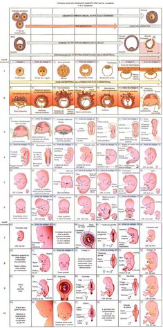 an image of medical diagrams showing the different areas of the human body and how they are used