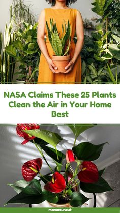 a woman holding a potted plant with the words nasa claims these 25 plants clean the air in your home best