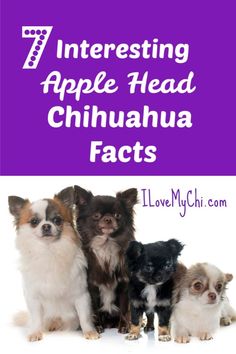 three small dogs sitting next to each other with the words 7 interesting apple head chihuahua fact