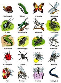 an image of bugs and insects in spanish