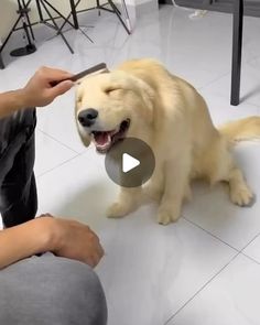 a person is brushing the teeth of a dog