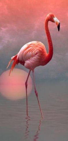 a pink flamingo standing in the water at sunset