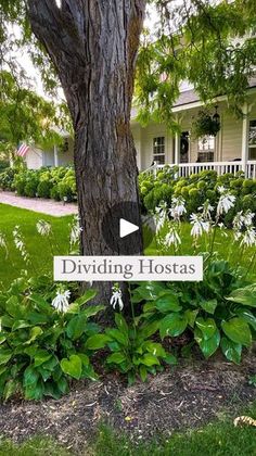 a sign that says dividing hostas in front of a tree and bushes with white flowers