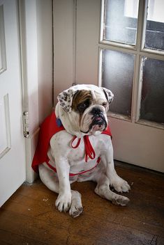 a bulldog wearing a red cape sitting in front of a door with the caption, i want to know what i got for christmas?