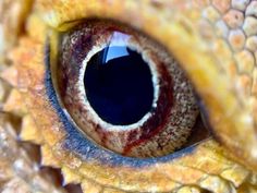 the eye of an animal is shown in this close up photo