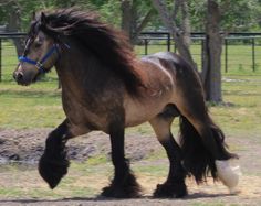 a brown and black horse walking across a field