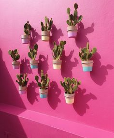 small potted plants are arranged on a pink wall