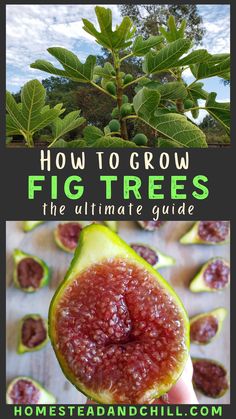 how to grow fig trees the ultimate guide