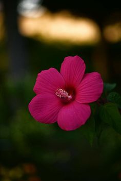 a pink flower with green leaves in the background