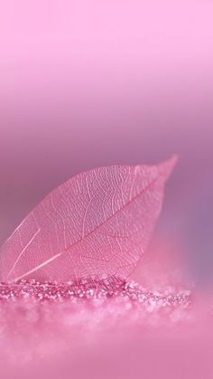 a single pink leaf sitting on top of a purple surface with water droplets around it