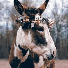 a close up of a horse wearing a flower crown