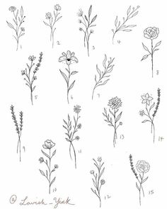 various types of flowers drawn in pencil