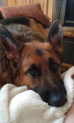 a dog laying on top of a person's lap under a blanket with his eyes closed