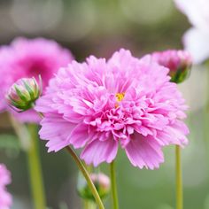 pink flowers with green stems in the foreground and blurry backround background