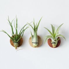 three air plants are hanging on the wall