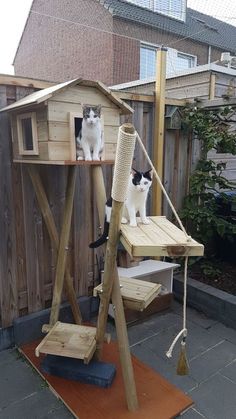 two cats sitting on top of a wooden structure in the back yard with a cat tree