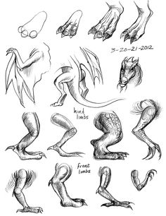 some drawings of different types of legs and feet, all drawn in pencil on white paper