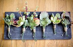 a row of succulents are arranged on a black tray with hooks and wire