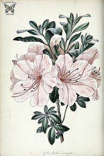 an antique print of pink flowers with green leaves