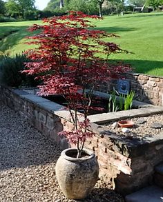 a small tree in a large stone planter