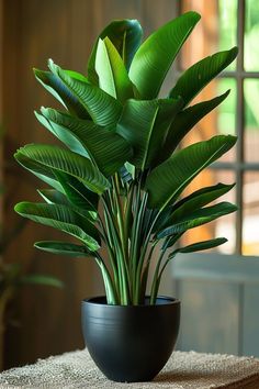 a potted plant sitting on top of a table