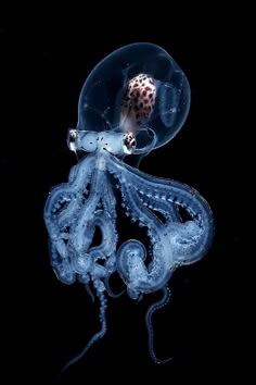 an octopus is swimming in the dark water