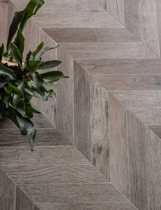 a potted plant sitting on top of a wooden floor next to a tile wall