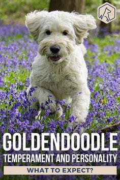 a white dog running through purple flowers with the title goldendoodle temperment and personality what to expect?