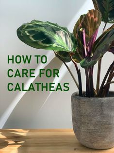 a potted plant with the words how to care for calatheas