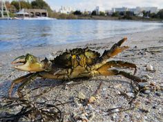 a close up of a crab on the beach