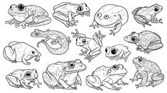 frogs and toades coloring pages for kids to print on the wall or use as decorations