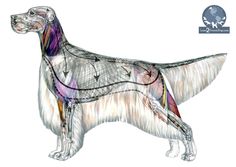 an image of a dog's anatomy showing the muscles and tendors in its body