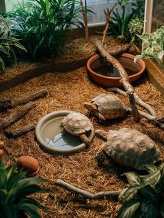 two tortoises are sitting on the ground next to some plants