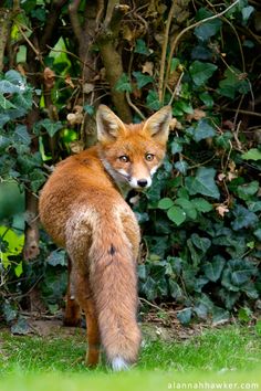 a red fox standing in front of some bushes