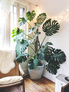 a houseplant in a living room next to a window