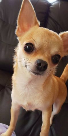 a small brown dog sitting on top of a black couch