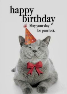 a gray cat wearing a red bow tie and a happy birthday card with the words, may your day be purrfect