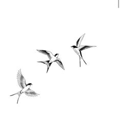 three birds are flying in the sky together